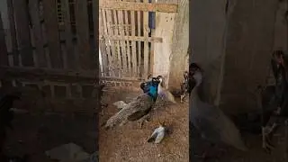 VANIO DA FEIRA REJEITAR AS NOVIDADES DO SEU CRIATORO #nordeste