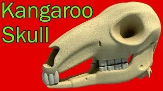 Kangaroo Skull
