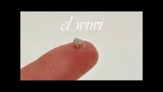 Original El Wiwi (Reupload)