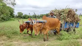 Bullock cart stunt in heavy load sugarcane | cow videos and oxen stuck videos |Bullock raceing video