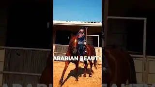 World Best Arabian Horse #subscribe #horseriding #horse