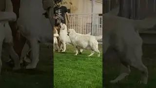 India&rsquo;s Best Labrador Dog Farm Cane In Dehradun #labradorfarm #labrador #shorts #viralshort #trend