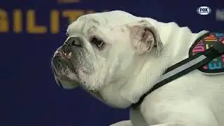 IBAI NARRA LA COMPETICI&Oacute;N CON LOS PERROS M&Aacute;S R&Aacute;PIDOS DEL PLANETA