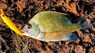 Hooked up a Bream (Palu) & Snapper Fishing in Goa. #goa #goafishing #indiafishing #snapper #bream