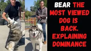Explaining dominance with Bear the Malamute the most viewed video on my channel.