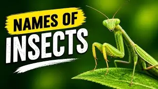 Insects Names|Insects Name In English|Names Of Insects|Insects For Kids|Insects And Bugs
