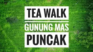 Tea Walk Gunung Mas, Puncak, Jawa Barat, Indonesia