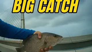 Mangrove snapper fishing #fishing #fishinglife #fish #floridakeys 