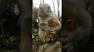 Cute Baby Monkey | YoYo Monkey | BiBi Monkey | Monkey Banana-Baby Monkey | Best Monkey Moments