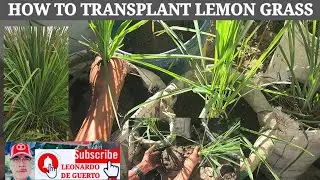 How to transplant lemongrass in sacks or bucket
