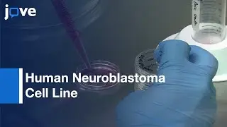 Human Neuroblastoma Cell Line