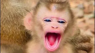Lovely mom monkey With baby mobkey so cute #babymonkeybobby 