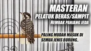 TEMBAKAN RAPAT TAJAM!! MASTERAN PELATUK BERAS SAMPIT GACOR NEMBAK PANJANG JERNIH JEDA MUDAH MASUK