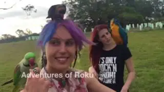 Free Flying Parrot Playdate