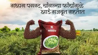 🌱 हरभरा हिम्मत | अधिक शेंगा, अधिक उत्पादन | कृषी संजीवनी | Basant Agro