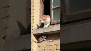 Strange! Why is there such a pleasant smell of mice. #cat #mouse#shorts #window