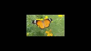 butterfly close up 4k nature video | shorts