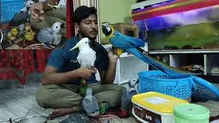 proper way to handfeed a congo african grey parrot/Best handfeeding formula for african grey cheeks.