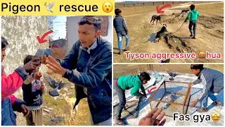 Green ( hara ) kabutar 🕊️rescue kara😮 !! Tyson ( don ) aggressive ho gya 🤬