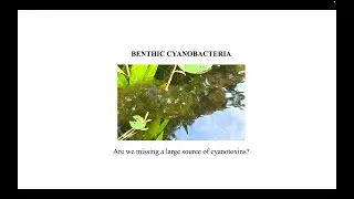 Benthic Cyanobacteria