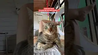 Woyii gemeyy 😭 #winterfamily #kucingpintar #kucinglucu #trending #shorts #cat #catlover