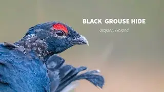 Black Grouse photography, Finnature's hides in Finland