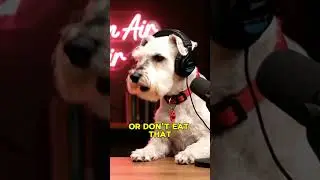 Funny Dog Podcast 🤣 Most Popular Command at Home | Paws On Air #dogpodcast #schnauzer #funnyshorts