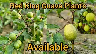 Red King Guava Plant's Available All India Delivery Call 74328 66526 