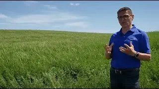 Forage Phosphate and Potassium Fertility