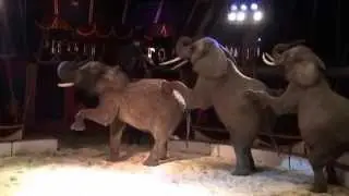 FENOMÉN CIRKUS HUMBERTO - Vyškov 26. - 27. 3. 2015
