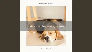 Lovely Pets Stay at Home Missing Masters Relaxing Music