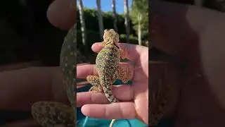 Young blazing blue female collared lizard