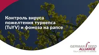 Контроль вируса пожелтения турнепса (TuYV) и фомоза на рапсе