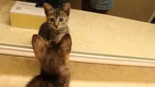 Kitten discovers herself in mirror.