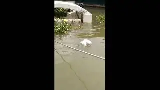 Crraads 3 - Automatic marine collector of floating waste