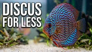 Keep Discus Fish Alive Without Breaking the Bank