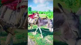 camel#thar #thar #animals #donkey #donkeykongcountry #donkday #lifeisbutadream #camellife Camel