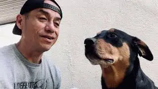 How to Fix leash pulling during dog walks | walk my dog & Stop the Pulling on leash