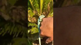 Dragon of the trees🐉💚 (Abronia Graminea)         #nature #reptile #abronia #reptiles #reptilelove