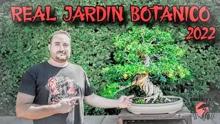 Real Jardin Botanico de Madrid - Bonsai Facil