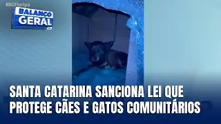 Santa Catarina sanciona lei que protege cães e gatos comunitários