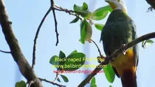 Bird Watching Indonesia by BALI BIRDING TOUR