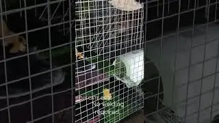D.I.Y BUDGET CAT CAGE / NO WELDING REQUIRED #CatCage#Diy#CateShelter