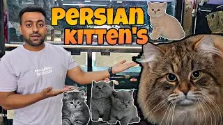 Persian Kittens | 😸High Breed Kittens | Siberian | Russian Grey | Super Healthy Kitten's👌| Bangalore