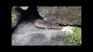 Common Shrew