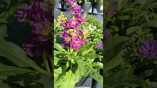 Come with me and check Houston garden center in league city tx. #garden #flowers #houston #leaguecit