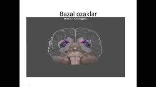 Bosh miya oq moddàsininģ bazal òzaklari Иброхимова Л.И