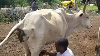 Galaha Lo'da iyo xiliga lamaalo