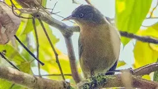 cucuk lurus zaitun, kolibri kecil yang sulit di temukan, di alam liar