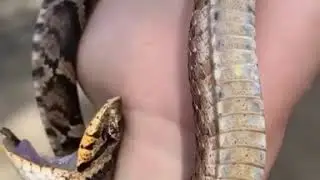Look at the iridescence on this guy&rsquo;s ventral (belly) scales